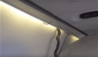 Cobra invade voo da Aeromexico e aterroriza paxs; vídeo