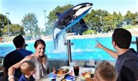 Sea World mantém "show menor" com orcas; entenda