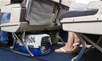 Viagem com pets; veja regras das companhias aéreas e dicas de especialistas
