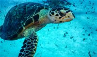 Ocean Cay, da MSC, comemora nascimento de tartarugas marinhas