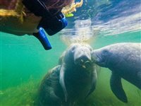 Natureza selvagem e bela em Crystal River, na Flórida; saiba vender