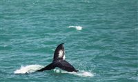 Começa a temporada de avistamento de baleias-jubarte em Porto Seguro
