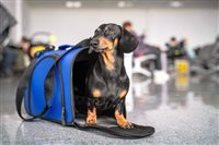 Governo analisa medidas para transporte aéreo de pets; confira