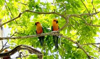 Conheça o Arvorar, novo parque do Beach Park que preserva a fauna cearense