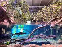 AquaFoz é inaugurado: veja fotos e detalhes do novo aquário em Foz do Iguaçu (PR)