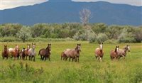 Canadá tem ilha habitada por cavalos selvagens