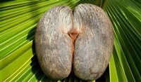 Vídeo: conheça o curioso fruto que só Seychelles tem