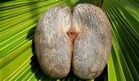 Vídeo: conheça o curioso fruto que só Seychelles tem Vídeo: conheça o curioso fruto que só Seychelles tem