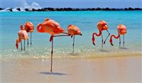 Aruba faz acordo com Airbnb para regulamentar serviço