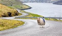 Dinamarquesa cria Ovelha Street View para atrair turistas