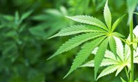 EUA legaliza transporte de maconha medicinal e derivados EUA legaliza transporte de maconha medicinal e derivados