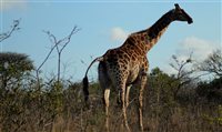 Rede hoteleira Marriott terá lodge de luxo no Serengeti, na Tanzânia Rede hoteleira Marriott terá lodge de luxo no Serengeti, na Tanzânia