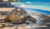 O melhor do Turismo sustentável em Seychelles