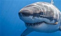 Adrenalina: Quatro destinos para nadar ao lado de tubarões