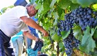 Conheça os segredos da Sicília como destino de vinhos