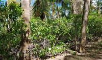 Palladium relata prejuízos pós-furacão em Punta Cana