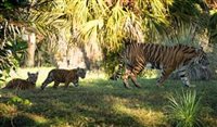 Animal Kingdom apresenta dois filhotes de tigre-de-sumatra