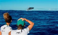 Observação de baleias deve atrair até 15 mil turistas à Bahia