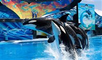 Thomas Cook deixará de vender parques com orcas em cativeiro
