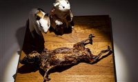 Suécia cria o primeiro Museu da Comida Nojenta; veja fotos Suécia cria o primeiro Museu da Comida Nojenta; veja fotos