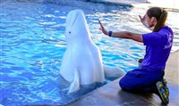Seaworld Orlando oferece visita gratuita 'nos bastidores' Seaworld Orlando oferece visita gratuita 'nos bastidores'