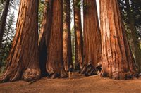 Estados Unidos investirão US$ 2,8 bi em parques nacionais Estados Unidos investirão US$ 2,8 bi em parques nacionais