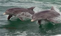 Tampa Bay City Pass inclui excursão para ver golfinhos