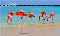 Aruba divulga políticas para reabertura do Turismo