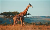 Turistas querem fim da caça esportiva na África do Sul, diz estudo