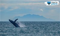 Espírito Santo retoma passeios para observação de baleias