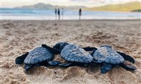 Hard Rock Hotel realiza campanha para preservação de tartarugas marinhas