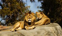 Popular entre brasileiros, zoo Luján é fechado na Argentina