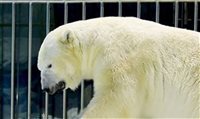 Hotel chinês com área para ursos polares é alvo de crítica