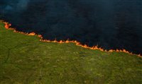 Artistas doam obras em prol do combate a incêndios no Pantanal Artistas doam obras em prol do combate a incêndios no Pantanal