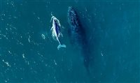 Temporada de baleias no litoral brasileiro começou este mês