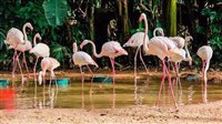 Onças matam 172 flamingos do Parque das Aves, em Foz do Iguaçu