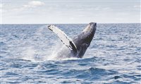 Temporada de baleias em Ilhabela (SP) registra 163 jubartes