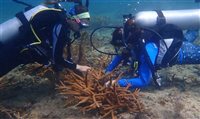 MSC Foundation assina acordos que visam a conservação de corais