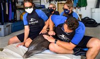 Fundo de Conservação do SeaWorld supera US$ 19 milhões em doações