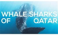 Discover Qatar lança experiência para apreciar tubarões-baleia
