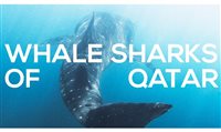 Discover Qatar lança experiência para apreciar tubarões-baleia Discover Qatar lança experiência para apreciar tubarões-baleia