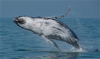 Começa temporada de baleias no Litoral Norte de São Paulo