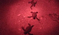 No Sul de Omã, famtour da Flot vê tartarugas marinhas; fotos