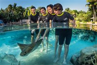 Discovery Cove: um verdadeiro oásis all-inclusive em Orlando