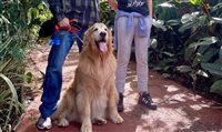 Atrativos do complexo Dreams Park Show (PR) agora são pet friendly Atrativos do complexo Dreams Park Show (PR) agora são pet friendly