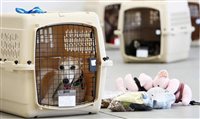 Transporte de animais em aviões: entenda as regras após polêmica com voo da Tap Transporte de animais em aviões: entenda as regras após polêmica com voo da Tap