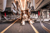 Governo lança novas regras para transporte aéreo de animais Governo lança novas regras para transporte aéreo de animais