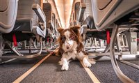 Número de pets transportados em voos no Brasil deve chegar a 100 mil em 2024 Número de pets transportados em voos no Brasil deve chegar a 100 mil em 2024
