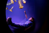 SeaWorld San Diego prepara abertura de atração interativa com águas-vivas; veja fotos SeaWorld San Diego prepara abertura de atração interativa com águas-vivas; veja fotos