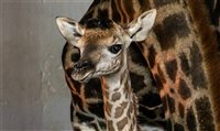 Zoológico de São Paulo lança votação para decidir nome de novo filhote de girafa Zoológico de São Paulo lança votação para decidir nome de novo filhote de girafa